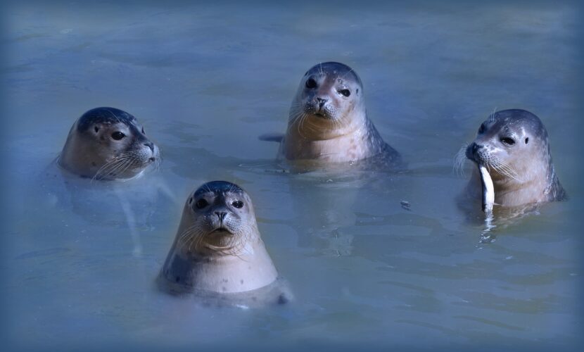 アザラブキービジュアル2