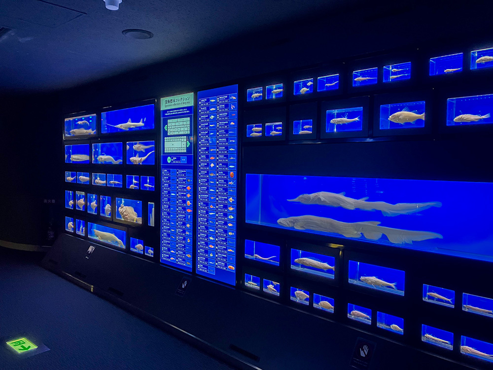 202603 uminonakamichi55