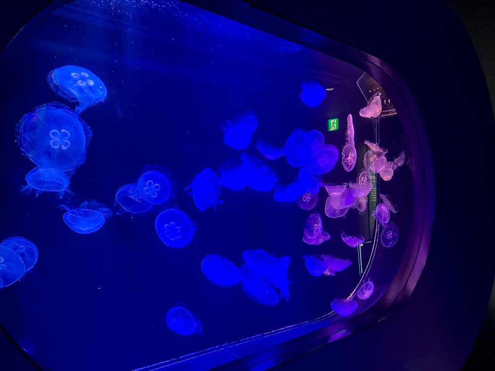 202603 uminonakamichi56