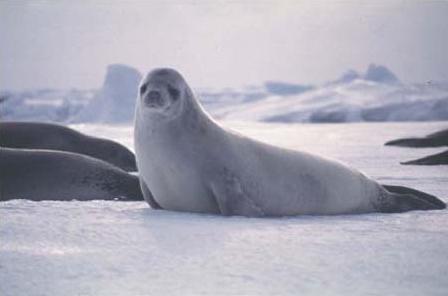 Crabeater seal