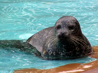 Harbor seal