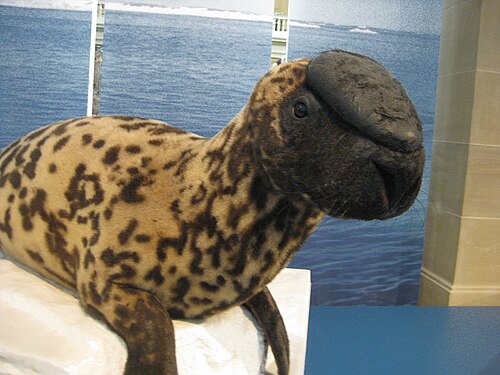 Hooded seal