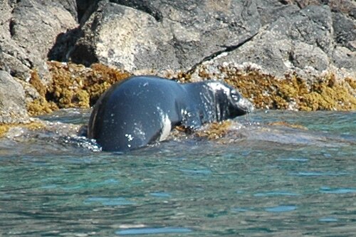 Mediterranean monk seal