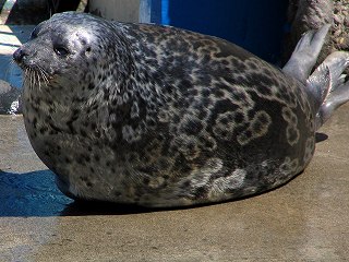 Ringed seal