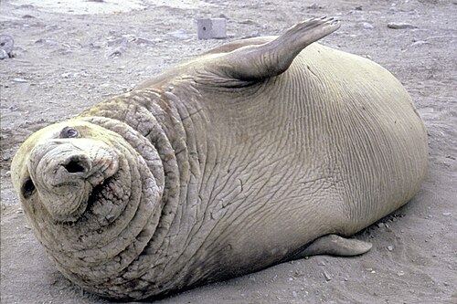 Southern elephant seal