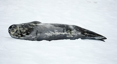 Weddell seal
