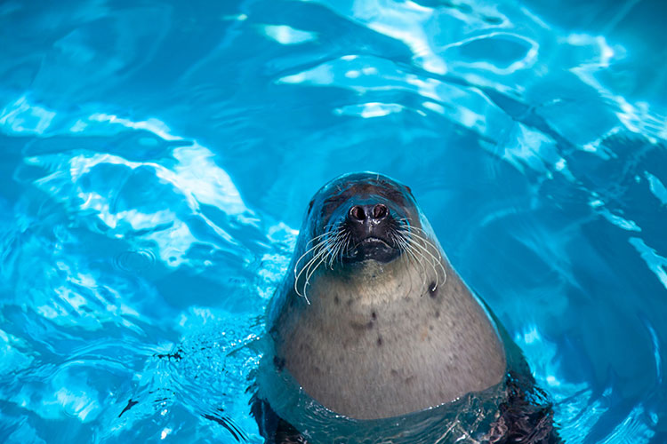 アザラブキービジュアル2