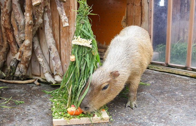 カピバラにクリスマスケーキのプレゼント
