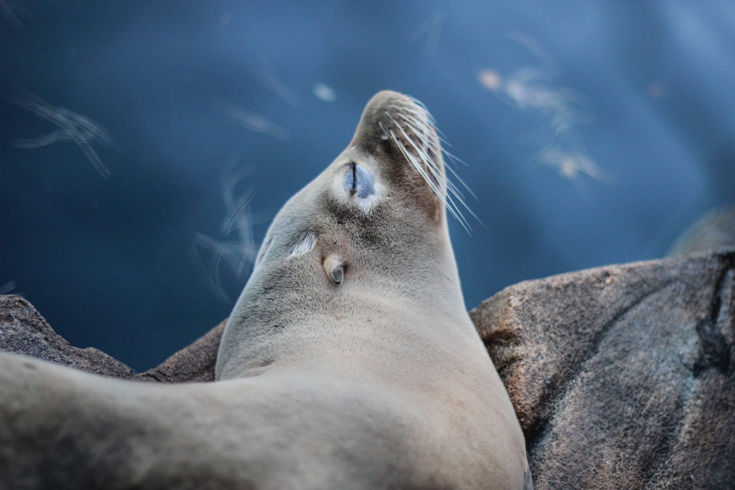 close-up photo of grey sea lion